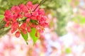 Beautiful red apple flowers