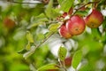 Beautiful red apples ready to be harvested from a tree to be sold to shops. Delicious Honeycrisp fruit on a tree