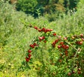 Beautiful red apples on a tree branch Royalty Free Stock Photo