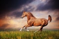 Beautiful red arabian horse running gallop Royalty Free Stock Photo