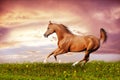 Beautiful red arabian horse running gallop Royalty Free Stock Photo