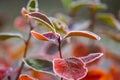 Beautiful red aronia leaves with a frosty edge. Morning sceney in the garden. Autumn morning with bright red leaves.