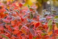 Beautiful red aronia leaves with a frosty edge. Morning sceney in the garden. Autumn morning with bright red leaves.