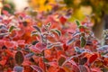 Beautiful red aronia leaves with a frosty edge. Morning sceney in the garden. Autumn morning with bright red leaves.