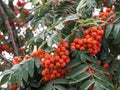 Beautiful red ash berry on a green branch of a tree after a rain Royalty Free Stock Photo