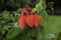 A beautiful Red Ashanti blood flower in bloom.