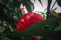 beautiful red ashoka flowers photo