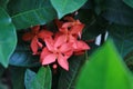 the beautiful red asoka flower is blooming