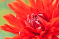 Beautiful red aster in the garden outdoors, macro photography of a flower, spring time, aster bloom Royalty Free Stock Photo