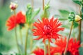 Beautiful red aster in the garden outdoors, macro photography of a flower, spring time, aster bloom Royalty Free Stock Photo