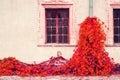 Beautiful red autumn ivy on the background of the old wall with windows. Architecture. Details. Royalty Free Stock Photo