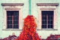 Beautiful red autumn ivy on the background of the old wall with windows. Architecture. Details. Royalty Free Stock Photo