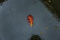 Beautiful red autumn leaf in a frozen puddle. Close-up. Background. Space for text Royalty Free Stock Photo