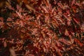 A beautiful red autumn marsh oak Quercus palustris leaves. Selective focus. Autumn motive for design