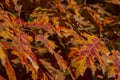 A beautiful red autumn marsh oak Quercus palustris leaves. Selective focus