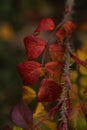 Beautiful red autumn rosehip leaves on a branch with thorns