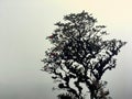 Beautiful red azalea tree with thick mist and sunshine.