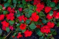 Beautiful red balsamins flowers blooming in the garden