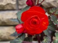 Beautiful red begonia flower on blurred background Royalty Free Stock Photo