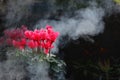 Beautiful red begonia flowers in the smoke Royalty Free Stock Photo