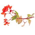 Beautiful red begonia Royalty Free Stock Photo