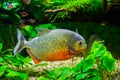 Beautiful red bellied piranha with glittery scales swimming in the aquarium, a tropical and colorful fish from the amazon basin Royalty Free Stock Photo