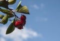 Beautiful red berries against the blue sky. Royalty Free Stock Photo