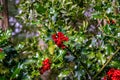 A Christmas holly bush with red berries