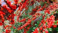 Beautiful red berries tree
