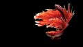 Beautiful red betta fish in aquarium Royalty Free Stock Photo