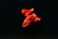 Beautiful red Betta fish on black background