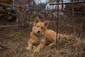 Beautiful red big dog on green lawn Royalty Free Stock Photo