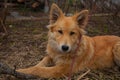 Beautiful red big dog on green lawn Royalty Free Stock Photo