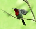 Beautiful red bird, Crimson Sunbird (Aethopyga siparaja) sweeping its wings while perching on branch over green blur