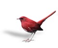 Beautiful red bird with high tail lifting over white background Royalty Free Stock Photo