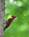 Beautiful red bird perching on the tree, Banded woodpecker & x28;Chrysophlegma miniaceum& x29; an exotic nature Royalty Free Stock Photo