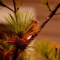 Beautiful red bird sitting on the branch. Royalty Free Stock Photo