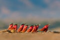 Beautiful red bird - Southern Carmine Bee-eater - Merops nubicus nubicoides flying and sitting on their nesting colony in Mana