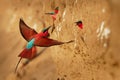 Beautiful red bird - Southern Carmine Bee-eater - Merops nubicus nubicoides flying and sitting on their nesting colony in Mana