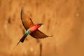 Beautiful red bird - Southern Carmine Bee-eater - Merops nubicus nubicoides flying and sitting on their nesting colony in Mana Royalty Free Stock Photo