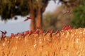 Beautiful red bird - Southern Carmine Bee-eater - Merops nubicus nubicoides flying and sitting on their nesting colony in Mana