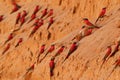 Beautiful red bird - Southern Carmine Bee-eater - Merops nubicus nubicoides flying and sitting on their nesting colony in Mana