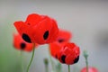 Beautiful red and black flowers of Papaver commutatum Royalty Free Stock Photo