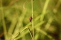 Red and black striped bugs hanging on tall grass Royalty Free Stock Photo