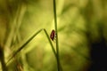 Red and black striped bugs hanging on tall grass Royalty Free Stock Photo