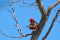 Beautiful red and black Vermillion Flycatcher, pyrocephalus obscurus, perched on a tree, Uruguay