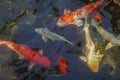 Beautiful red black white and orange colorful Koi fish in the water canal Royalty Free Stock Photo