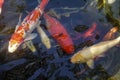 Beautiful red black white and orange colorful Koi fish in the water canal Royalty Free Stock Photo