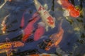 Beautiful red black white and orange colorful Koi fish in the water canal Royalty Free Stock Photo