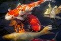 Beautiful red black white and orange colorful Koi fish in the water canal Royalty Free Stock Photo